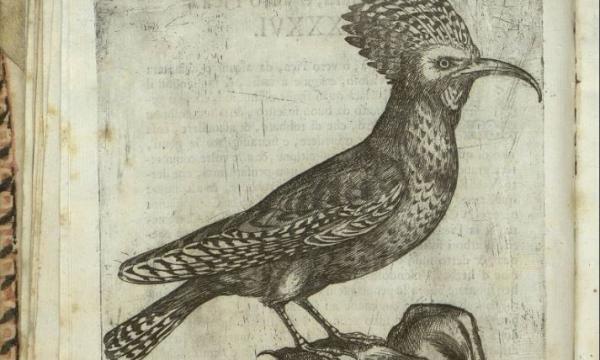 Uccelli in tavola - mostra della Biblioteca di Scienze per La Specola.