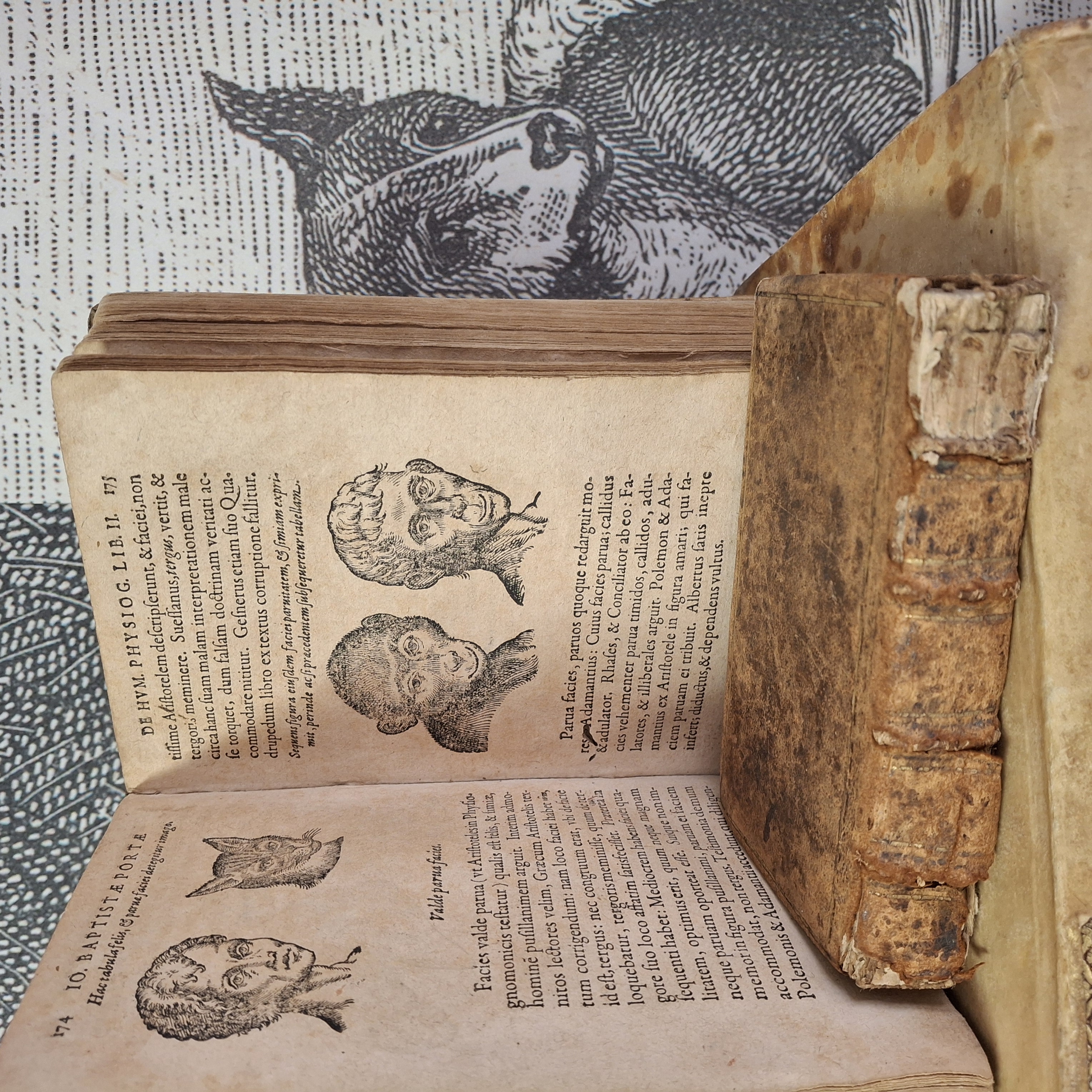 Della Porta e la fisiognomica